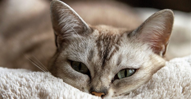 9 lucruri pe care femeile ar trebui sa le invete de la pisici